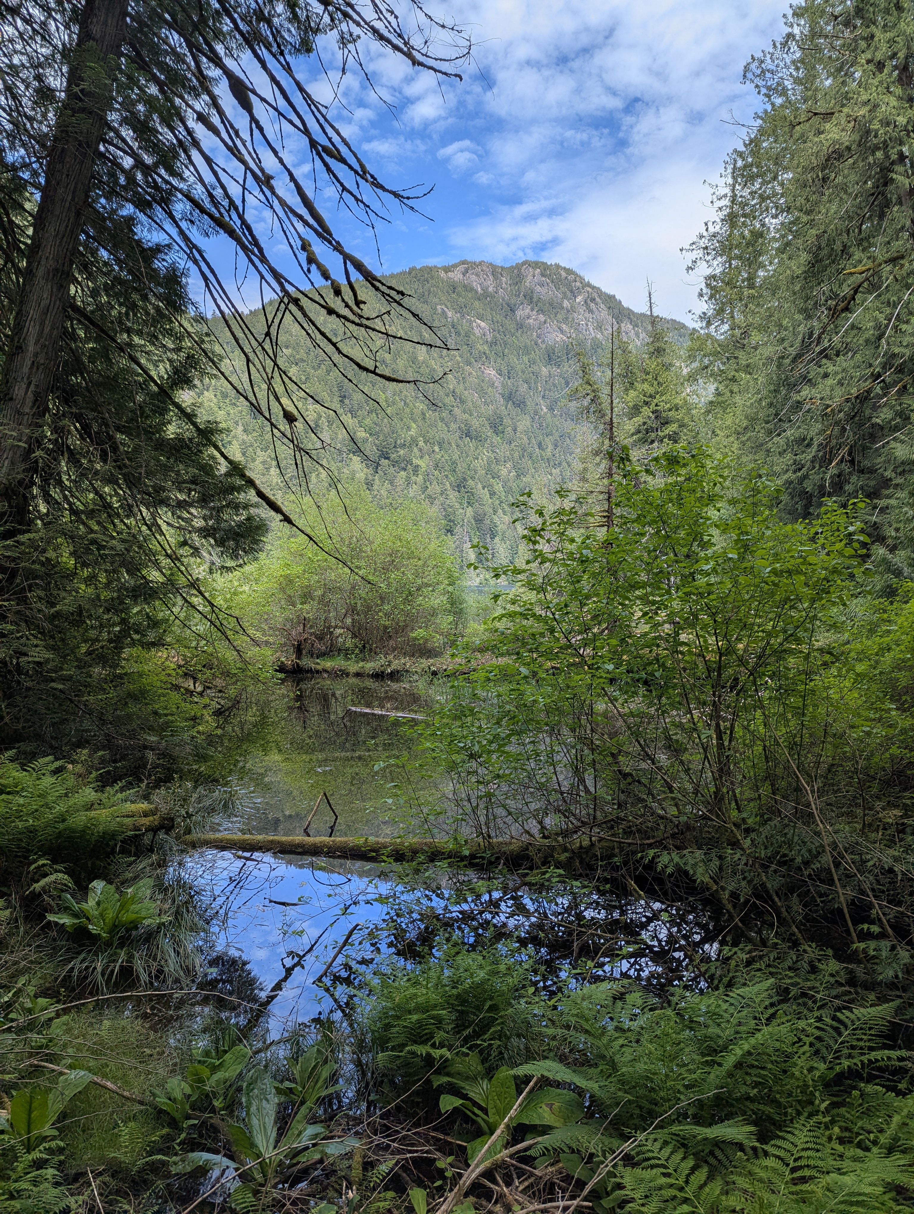 Birthday Trip to Canada, Cathedral Grove, Vancouver Island